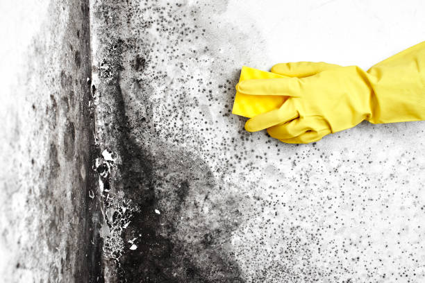 Forensic Mold Investigation in Williamsport, IN